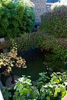 View down from balcony into courtyard surrounded by climbers and plants in containers. Fig, vine, trachelospermum and bamboo. 