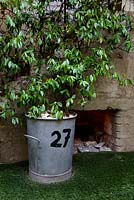 Trachelospermum jasminoides growing in a large container. Recycled galvanised bin. 
