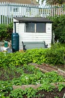 Allotment vegetable garden, white painted shed with water butt