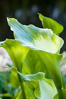 Zantedeschia aethiopica 'Green Goddess' arum lily