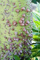 Ceiba speciosa - Silk-floss Tree, Kapok, Floss-silk tree