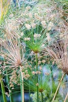 Cyperus papyrus - papyrus sedge, paper reed, Indian matting plant, Nile grass
