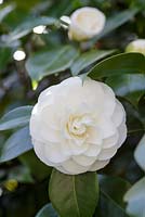 Camellia japonica 'Primavera'