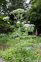 Heracleum mantegazzianum - giant hogweed, cartwheel-flower, giant cow parsnip, hogsbane or giant cow parsley