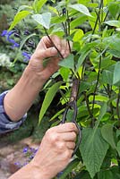 Taking cuttings from Salvia guaranitica 'Black and Blue'
