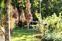 Onions hung up to dry in a tree - July, Les Jardins de la Poterie Hillen
