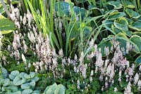 Hosta 'Frances Williams', Tiarella 'Pink Skyrocket' and Brunnera 'Jack Frost' in green planting. RHS Hampton Court Flower Show 2014, the Vestra Wealth Garden, designer: Paul Martin.