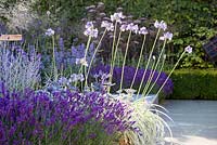  Blue border with steps, Agapanthus and Lavenders. Hampton Court Flower Show 2014, the Vestra Wealth Garden, designer: Paul Martin.