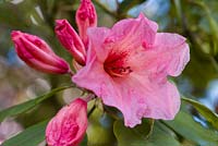 Rhododendron 'Souvenir of W.C Slocock'