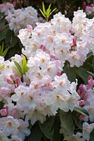Rhododendron 'Loderi Group'