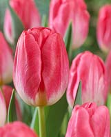 Tulipa Supermodel