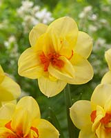 Narcissus 'Jersey Torch'