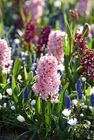 Spring flower mixture - Anemone bland 'White splendour, with  Hyacinthus 'Fondant mix' and Muscari armeniacum