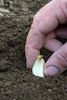 Planting Garlic cloves in soil