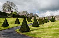The walled garden with pyramids of Taxus baccata. Plas Cadnant garden Anglesey, North Wales.