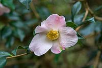 Camellia x Williamsii 'JC Williams'