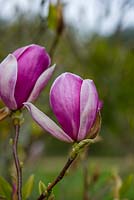 Magnolia x Soulangiana 'Lennei'