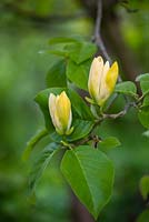 Magnolia acuminata var. subcordata 'Miss Honeybee'