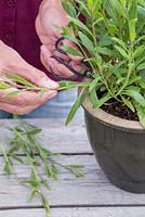 Take some softwood cuttings from Gaura lindheimeri 'The Bride'