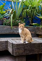 Ginger cat sitting on a bench made of reclaimed timber sleepers