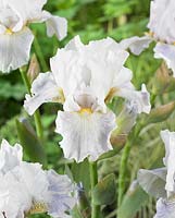 Iris germanica 'Hers'