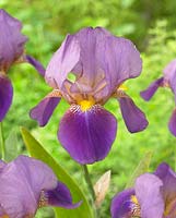 Iris germanica 'Ambassador'