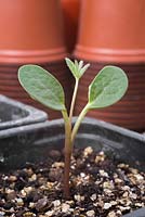 Growth developement of Lupinus 'Texas bluebonnet' seedling