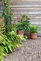 View of small brick patio with terracota flower planters in front of wooden fence surrounded by Dryopteris erythrosora - Japanese shield ferns and climber Trachelospermum jasminoides