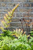 Dryopteris erythrosora - Japanese shield ferns against a brick wall