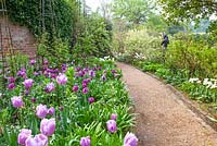 Showing gravel path between beds with Tulipa 'Purple Flag', Tulipa 'Bleu Aimable' - Pashley Manor Gardens, Kent, UK 
