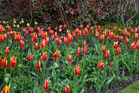Tulipa 'Flyaway' - Pashley Manor Gardens, Kent, UK