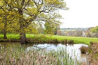 Pashley Manor Gardens, Kent, UK - Natural pond with reeds and grasses