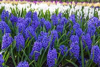 Hyacinthus orientalis 'Blue Jacket'  and 'Hyacinthus orientalis 'Aiolos' in background