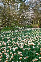 Narcissus 'Precocious' with Magnolia Soulangeana