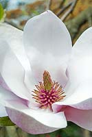 Magnolia 'Milky Way' - Stamen close-up