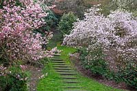Steps ascending through Prunus blossom, Magnolia and Camellia - Virginia Water, Surrey 