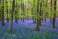 Hyacinthoides non scripta - Bluebell woods - Ashridridge Estate, Hertfordshire, UK