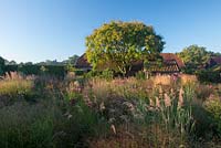 Early morning over the semi-wild garden with Sorghastrum nutans and Koelreuteria paniculata in background