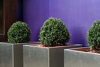 Purple coloured perspex sheeting garden boundary in front of which are three aluminium planters with box balls. 