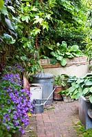 Path leading to metal bin and rustic pots and watering can, with Hostas and campanula portenschlagiana