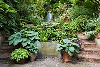 Wide view of urban garden with raised brick wall borders with spring pots  with  Hosta sieboldiana var. elegans, steps and water feature