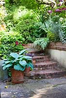 Urban garden with raised brick wall borders with spring pots  with  Hosta Sieboldiana 'Elegans' and steps