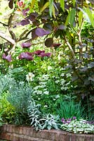 Border of Artemisia ludoviciana, Orlaya grandiflora, Papaver orientale 'Patty's Plum', Ozothamnus 'Threave Seedling', Physocarpus opulifloius 'Diablo', Phlomis italica