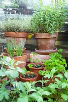 Herbs in terracotta pots - thyme, oregano, chives and parsley