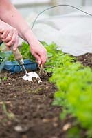 Carrots 'Amsterdam Forcing 3' - woman hand weeding young plants under insect mesh