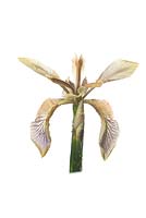 Stinking Iris - Iris foetidissima in flower