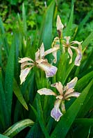 Iris foetidissima - Stinking Iris in flower