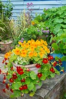 Patio planter with Nasturtiums 'Alaska Mix'