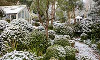 Trees and shrubs in snow at Dip on the Hill Garden, February. 