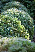 Buxus sempervirens, Box, January